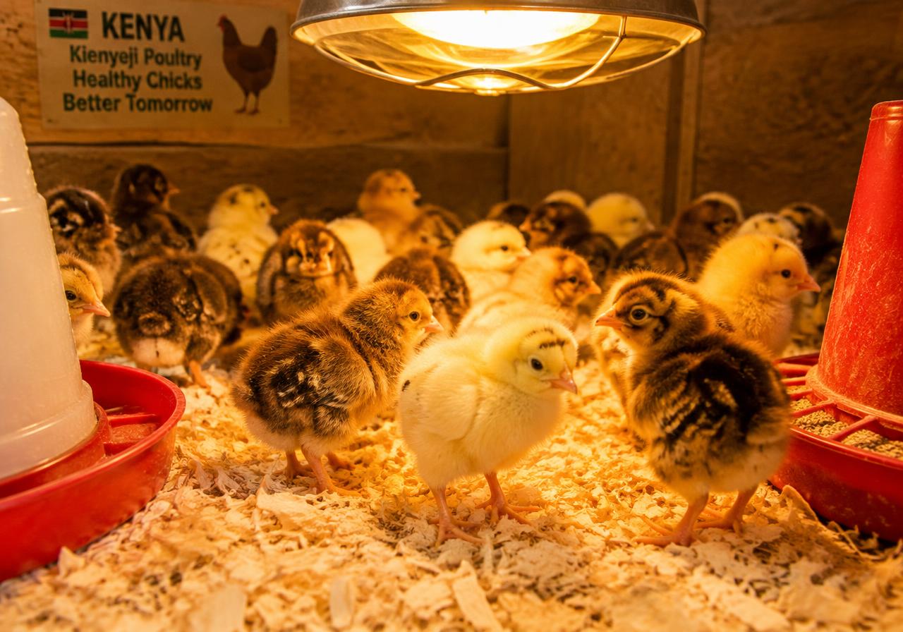 Get healthy chicks